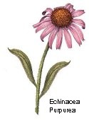 Echinacea Purpurea - cut - Click Image to Close